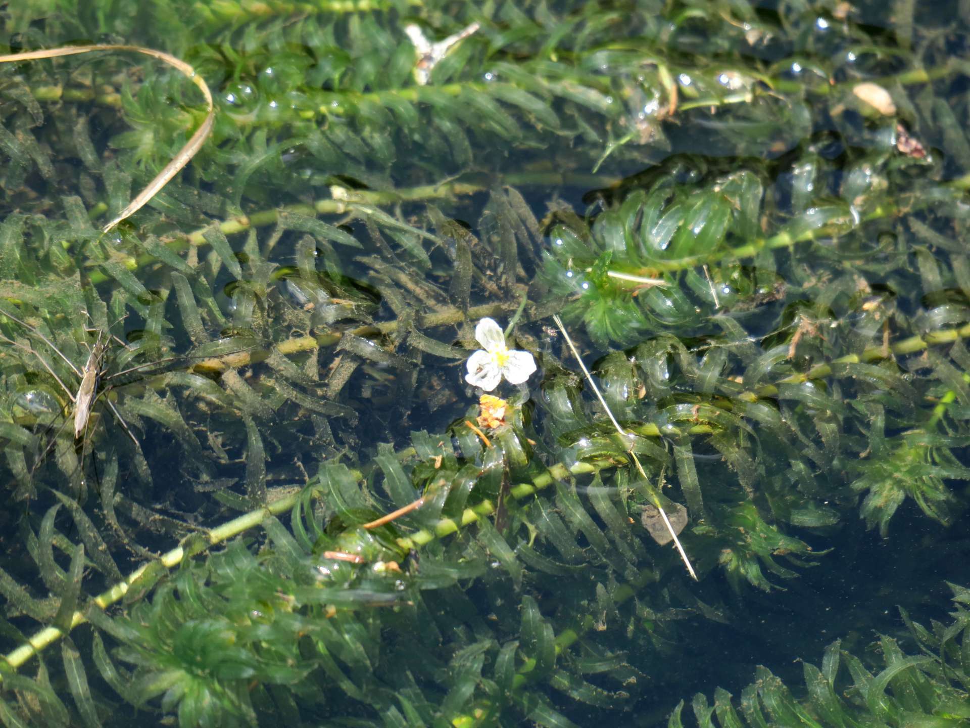 外来動植物に指定されるオオカナダモ（鹿児島県提供）