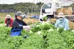 大きく育ったレタスを収穫するゼロプラスの従業員＝４月、いちき串木野市大里