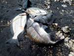 遠投カゴ釣りで釣れたチヌやクロ