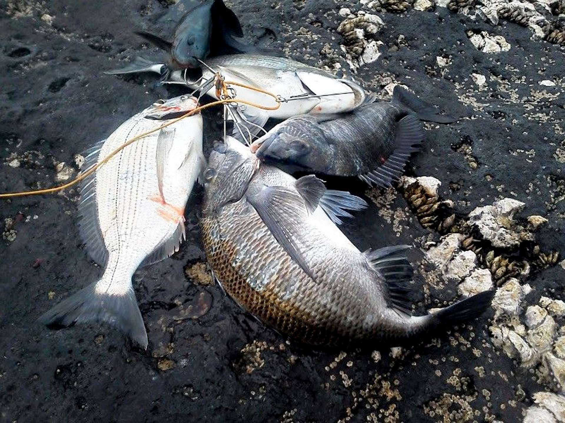 遠投カゴ釣りで釣れたチヌやクロ