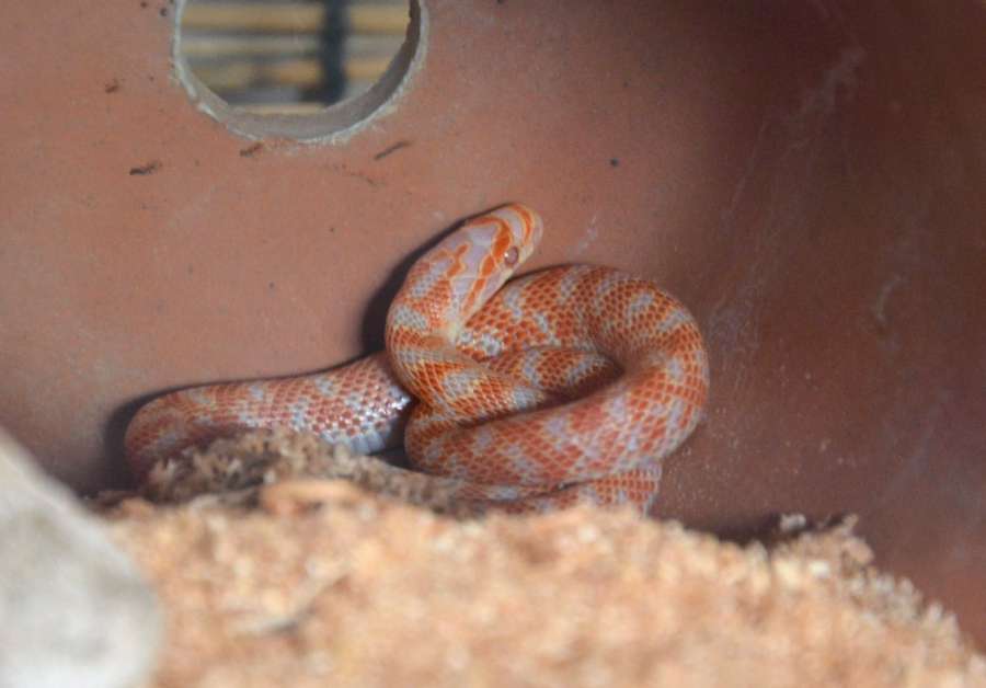 鮮やかな色をしたアルビノのジムグリ＝さつま町湯田