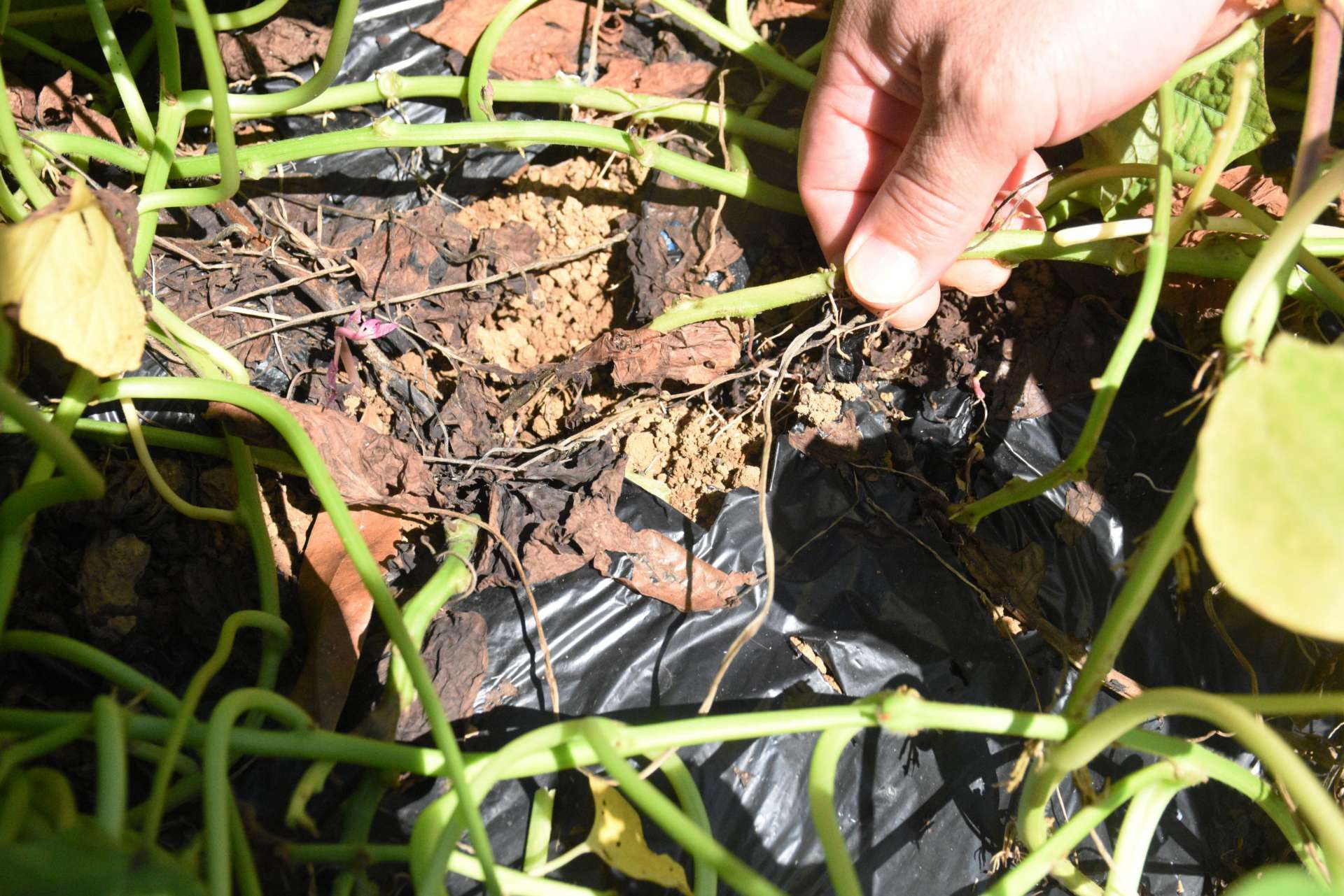 サツマイモ基腐病で枯れた茎