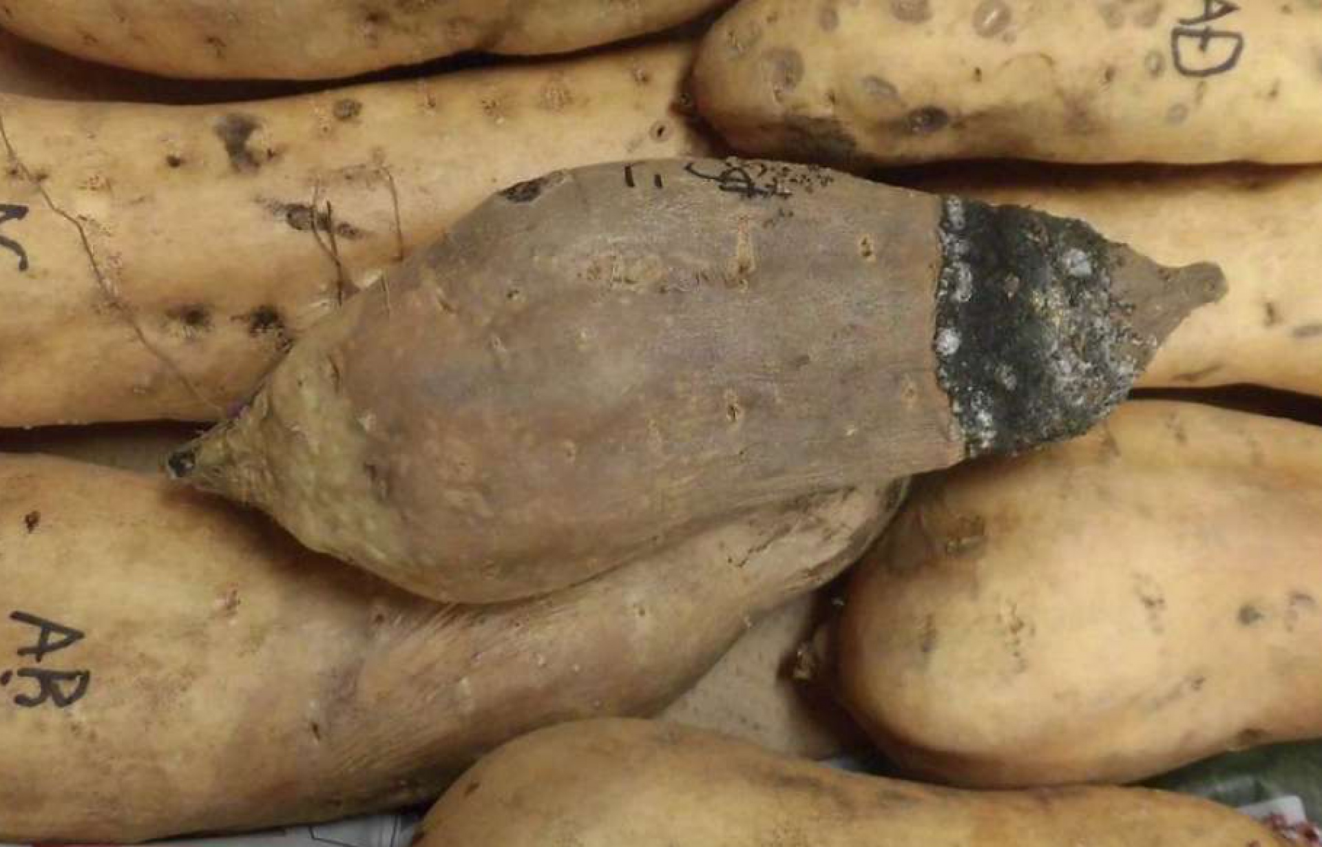 基腐病に感染・発病したサツマイモ（鹿児島県提供）