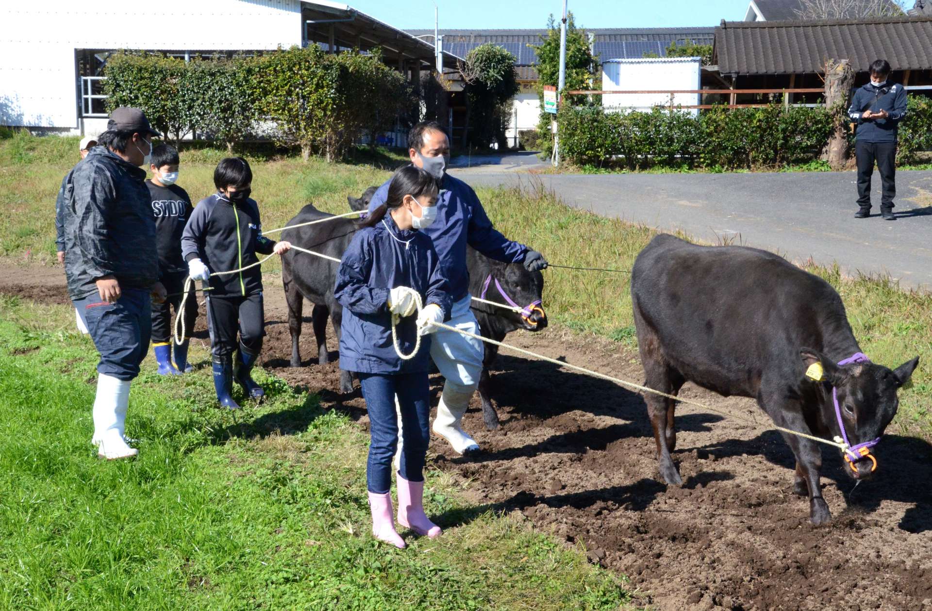 牛を散歩させる児童＝霧島市横川