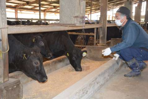 カミチクの農場で大切に育てられている黒牛＝さつま町鶴田