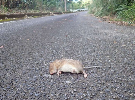 猫に捕食されたとみられるトクノシマトゲネズミ＝１０月２７日、天城町与名間（環境省提供）