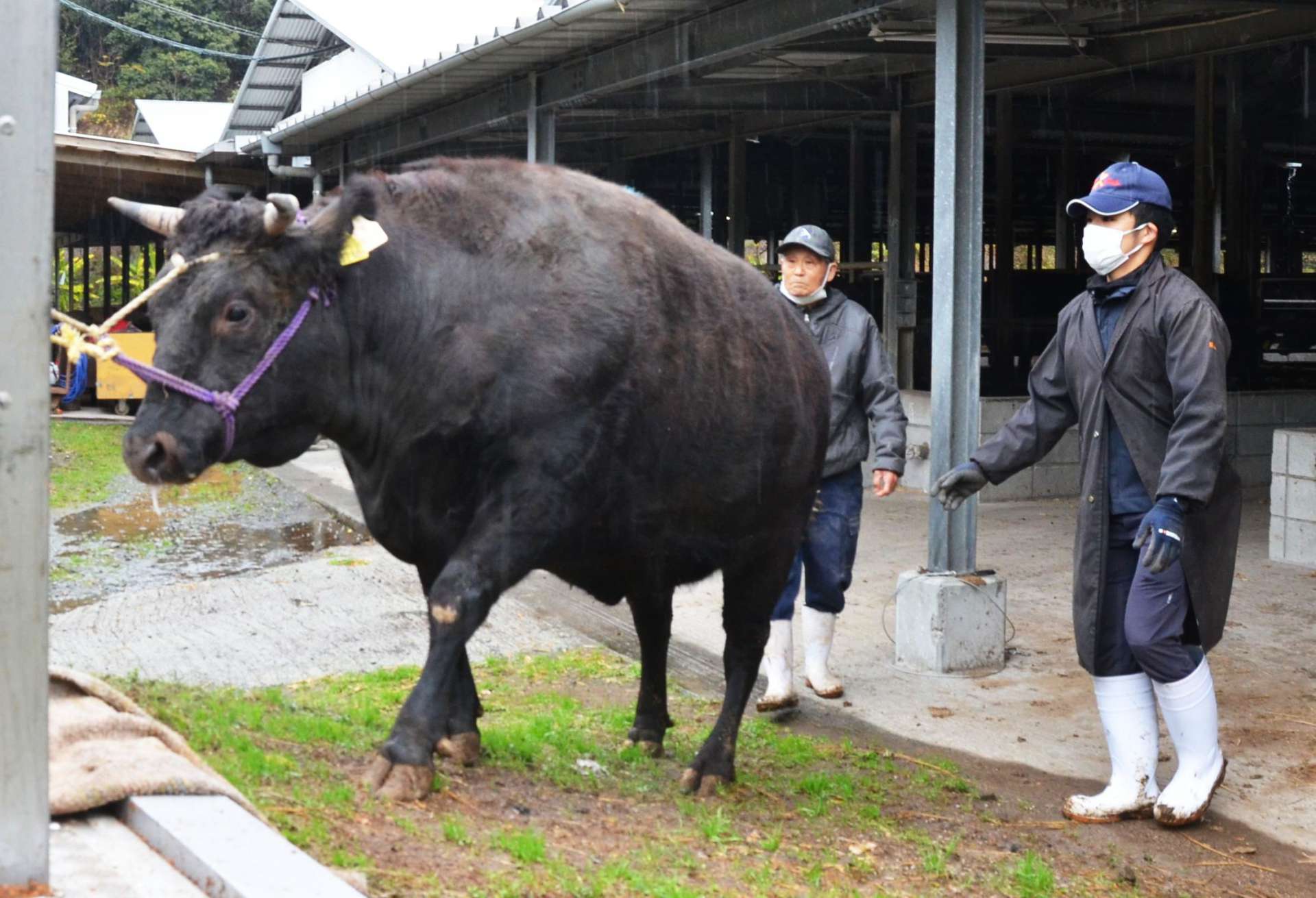 京都へ出荷する和牛を見送る冨永孝一さん（左）＝２０２１年１２月、日置市東市来