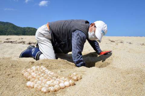 安全な場所に移すためウミガメの卵を掘り出すうみがめ館スタッフ＝2021年4月、屋久島町永田浜（前浜）の永田川河口付近