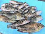 未踏のエリアでは爆釣の確率が高い