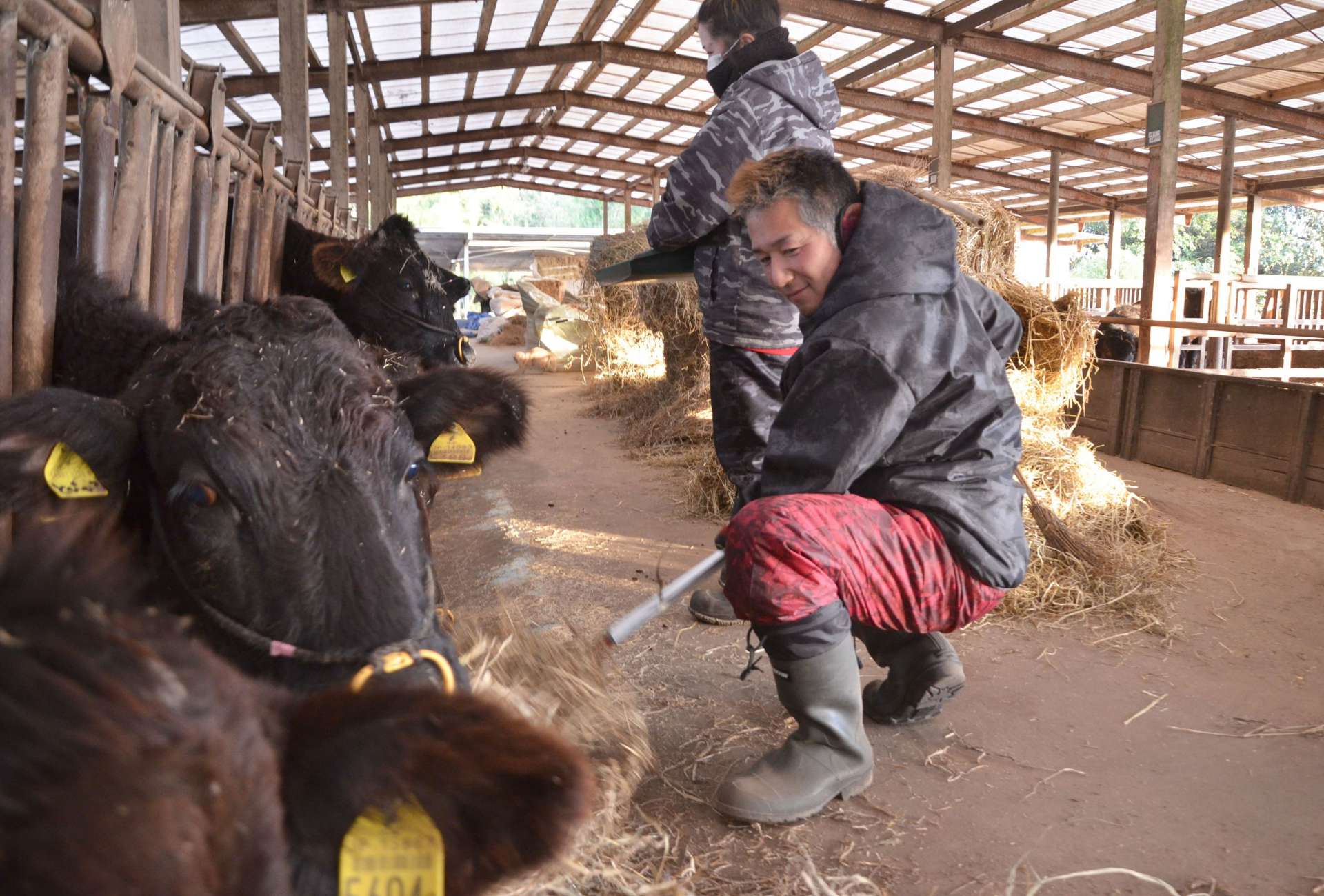 譲り受けた牛舎で妻と牛の世話をする増森理さん＝２月１７日、湧水町木場