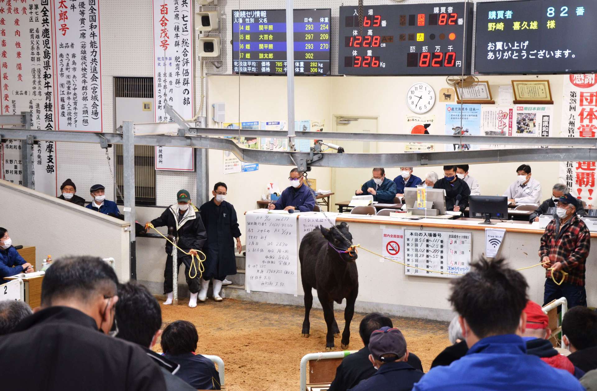 不足感から高値の取引が続く子牛の競り＝２月１０日、さつま町の薩摩中央家畜市場