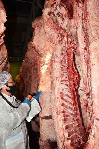 出荷した枝肉を確認する江籠畜産の江籠範厚社長＝東京・品川の東京食肉市場