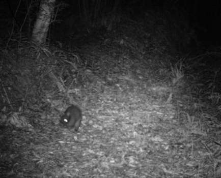 伊仙町の犬田布岳南側斜面で１月２６日午後１０時５４分に撮影されたアマミノクロウサギ（環境省徳之島管理官事務所提供）