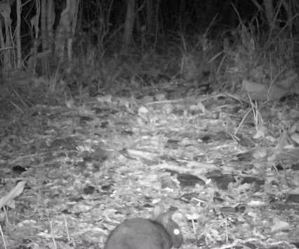 伊仙町の犬田布岳山頂付近で２月１日午前５時４９分に撮影されたアマミノクロウサギ（環境省徳之島管理官事務所提供）