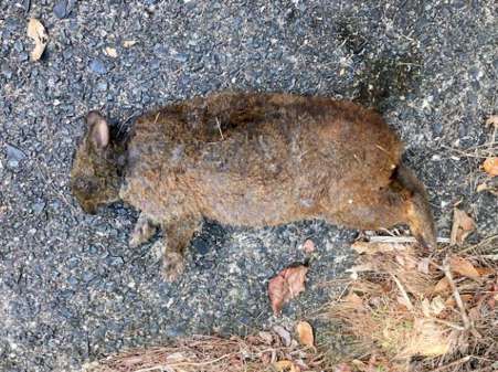 徳之島南部の剥岳林道大原側で３月９日に捕殺されたアマミノクロウサギ（環境省徳之島管理官事務所提供）