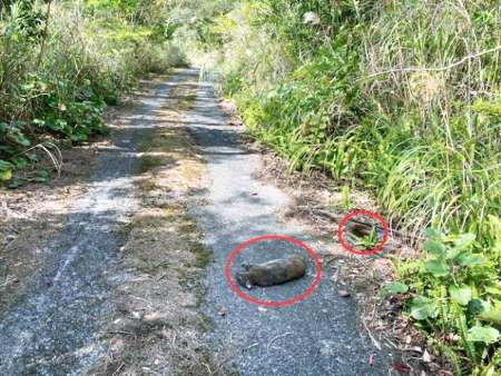 徳之島南部の剥岳林道大原側で３月９日に捕殺されたアマミノクロウサギ（環境省徳之島管理官事務所提供）
