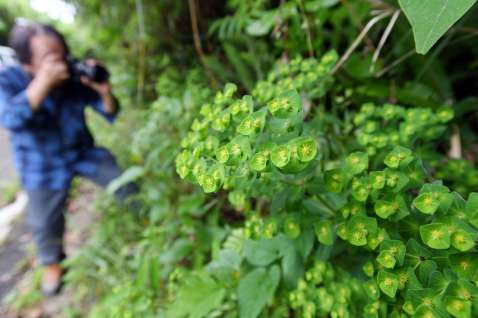 林道でひっそりと咲くアマミナツトウダイ＝奄美大島