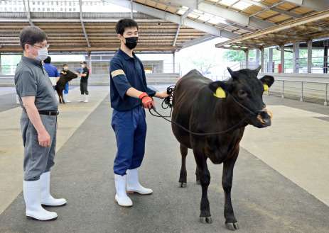手綱を引いて牛を誘導する生徒