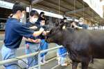 ロープの結び方を学ぶ生徒＝２６日、鹿屋市の肝付中央家畜市場