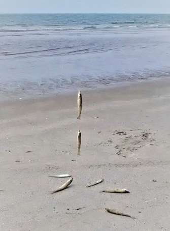 吹上浜での干潮釣りと連釣り