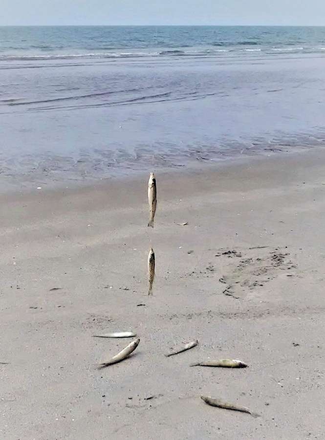 吹上浜での干潮釣りと連釣り