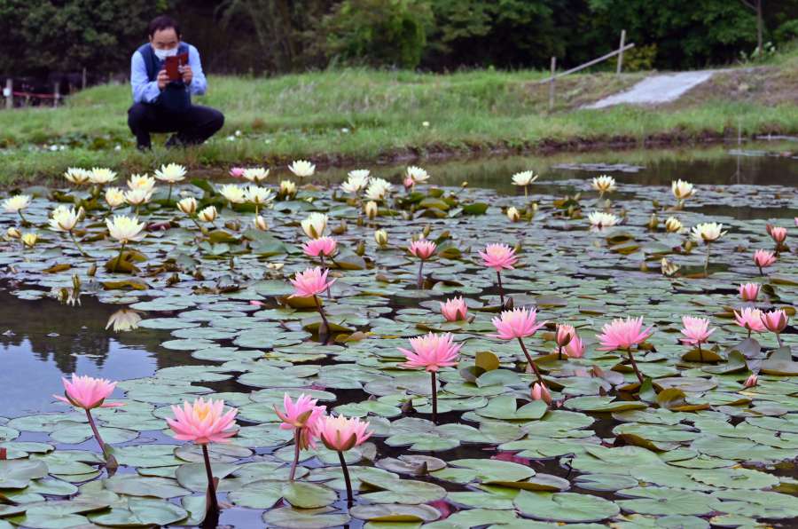 棚田に広がるモネ 睡蓮 の世界 白やピンクの花見頃 ゆっくりとした時間過ごして さつま 鹿児島のニュース 南日本新聞 373news Com