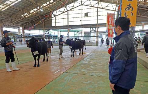 全国和牛能力共進会の１次予選を兼ねた姶良春季畜産共進会を視察する塩田康一知事＝霧島市の姶良中央家畜市場