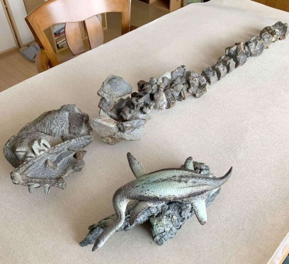 クリーニングを終えたクビナガリュウ化石の頭部から頸部。左端が下あごの骨で、頸の骨が４０個以上続く。標本は現在、鹿児島県立博物館に常設展示されている（手前は海洋堂造形師・古田悟郎さん作のフィギュア）