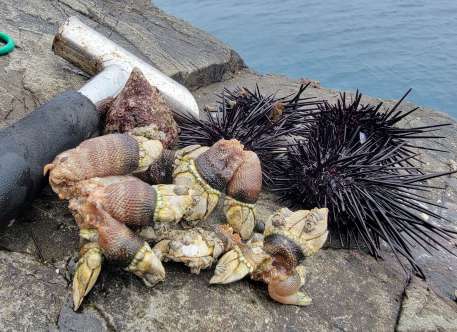 イシダイ釣りの餌に使ったウニ、カメノテ、サンカクミナ