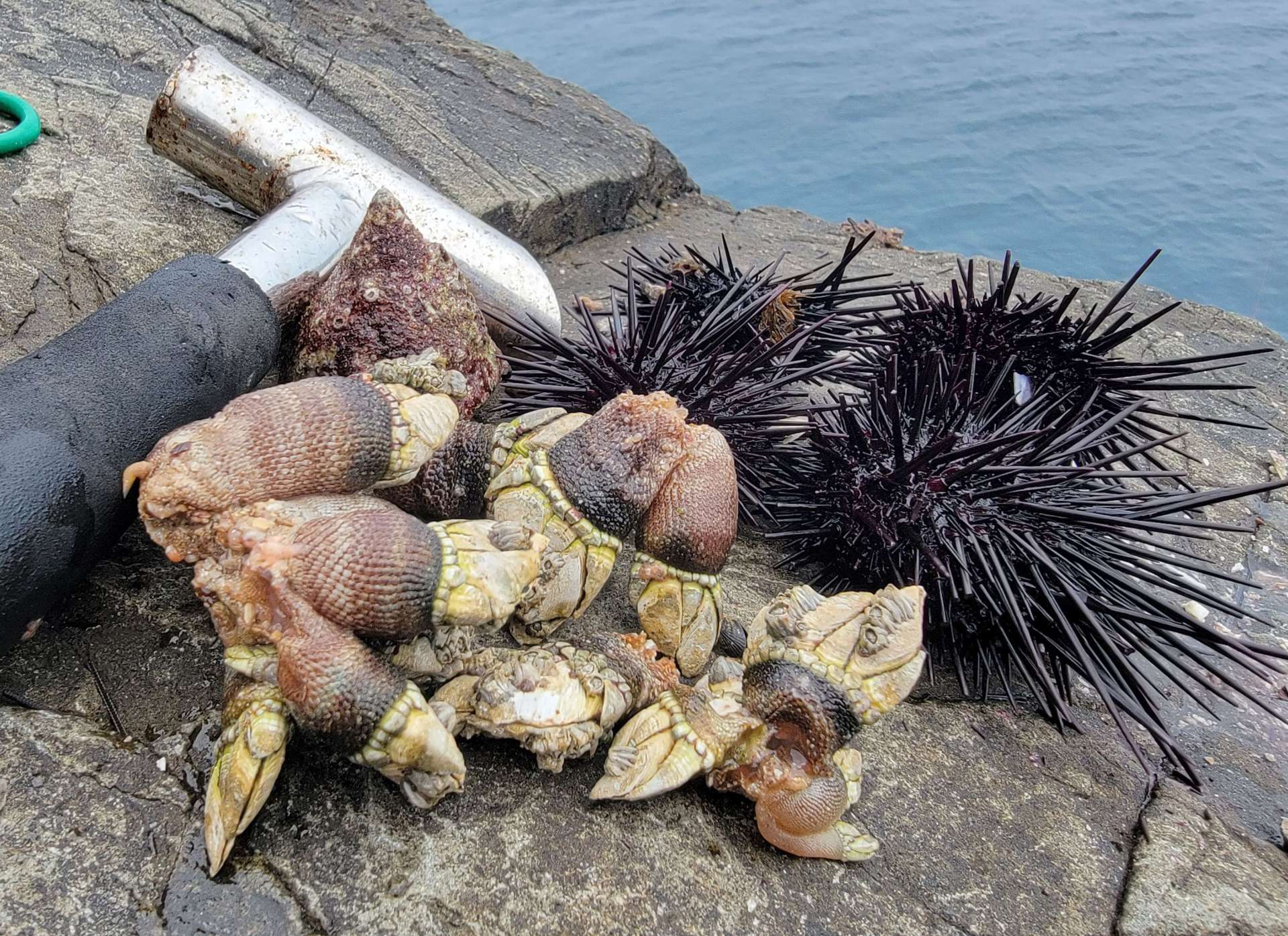 イシダイ釣りの餌に使ったウニ、カメノテ、サンカクミナ