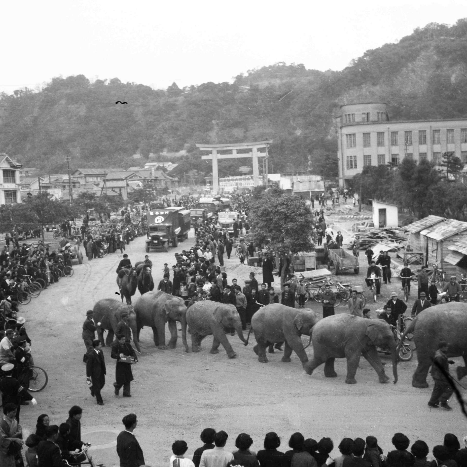 ゾウのパレード照国神社で開催する世界動物大博覧会の宣伝パレードが神社前を出発。ゾウを看板に天文館などを行進した＝１９５５（昭和３０）年２月２５日、鹿児島市