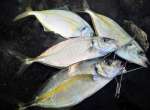 南薩の地磯から釣ったシマアジ