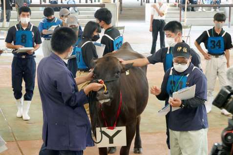 牛に触れながら優劣を評価する高校生＝霧島市の姶良中央家畜市場