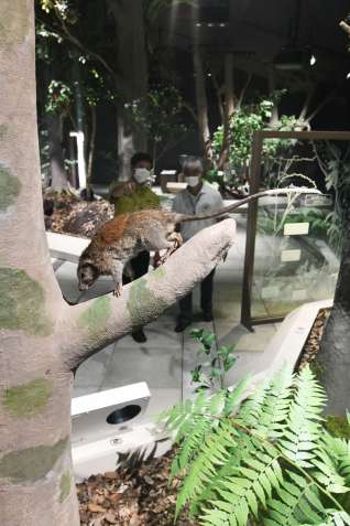 （別カット）奄美大島の森林を再現した世界遺産センターの展示室＝１５日、奄美市住用