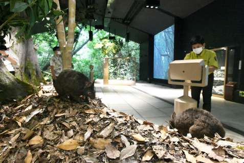 奄美大島の森林を再現した世界遺産センターの展示室＝奄美市住用