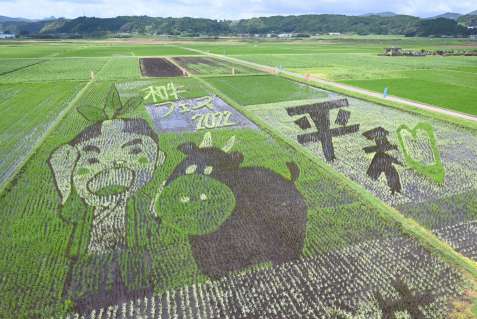 「お茶むらい」と黒牛が浮かび上がる田んぼ＝南九州市川辺町田部田