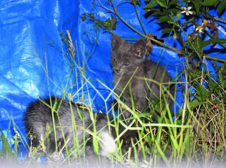 森に近い集落の野外で暮らすネコ＝６月２４日、徳之島町轟木