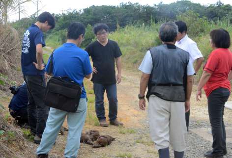 捕殺されたとみられるアマミノクロウサギの死骸を囲む環境省職員ら＝徳之島町母間
