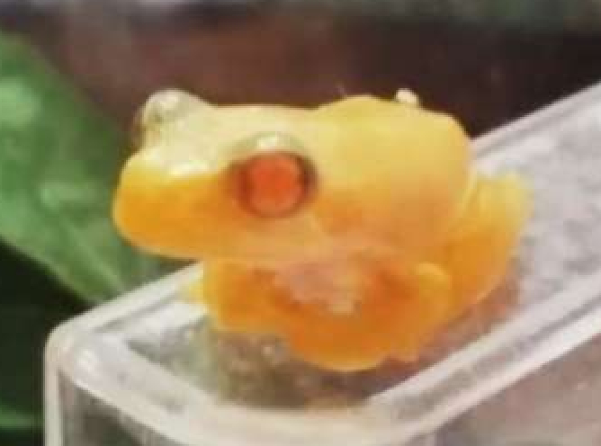 体長１センチほどの金色ガエル「金ちゃん」＝日置市伊集院町妙円寺３丁目