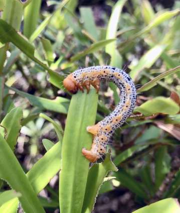 イヌマキの葉に食いつくキオビエダシャクの幼虫