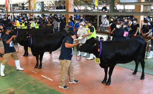 地区予選を勝ち抜いた牛が競う最終予選会＝霧島市の姶良中央家畜市場