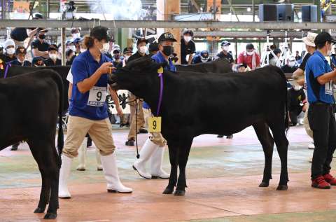 （別カット）「全国和牛能力共進会（全共）」の県代表牛を決める最終予選会＝霧島市の姶良中央家畜市場