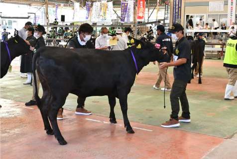 「全国和牛能力共進会（全共）」の県代表牛を決める最終予選会＝霧島市の姶良中央家畜市場