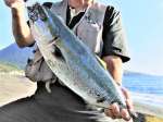 頴娃海岸で釣り上げたサーフブリ＝南九州市