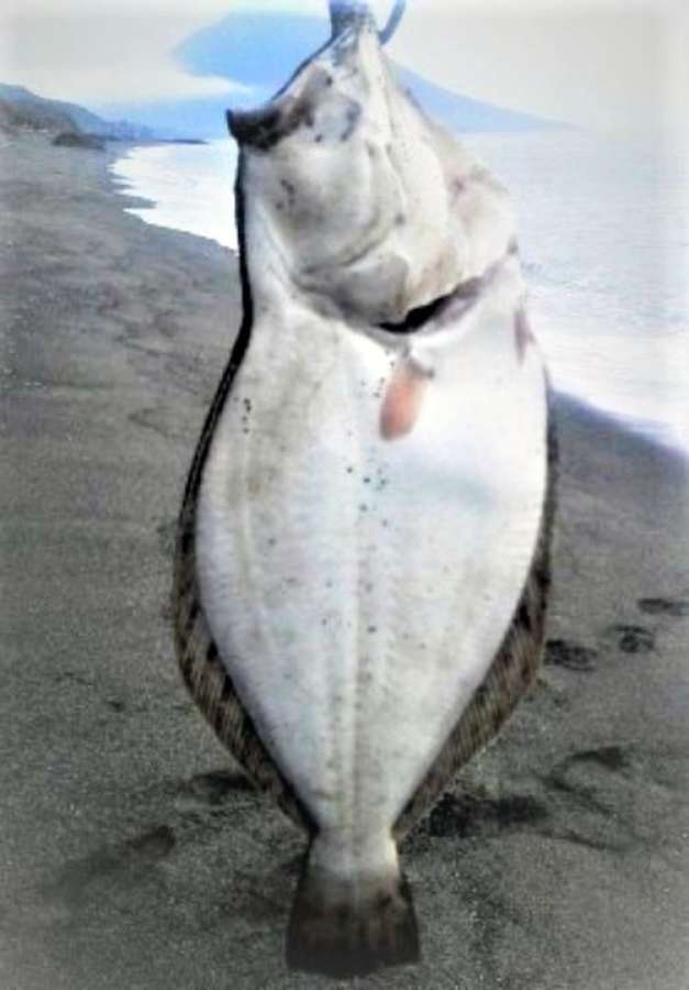 こちらも頴娃海岸で仕留めた天然のヒラメ
