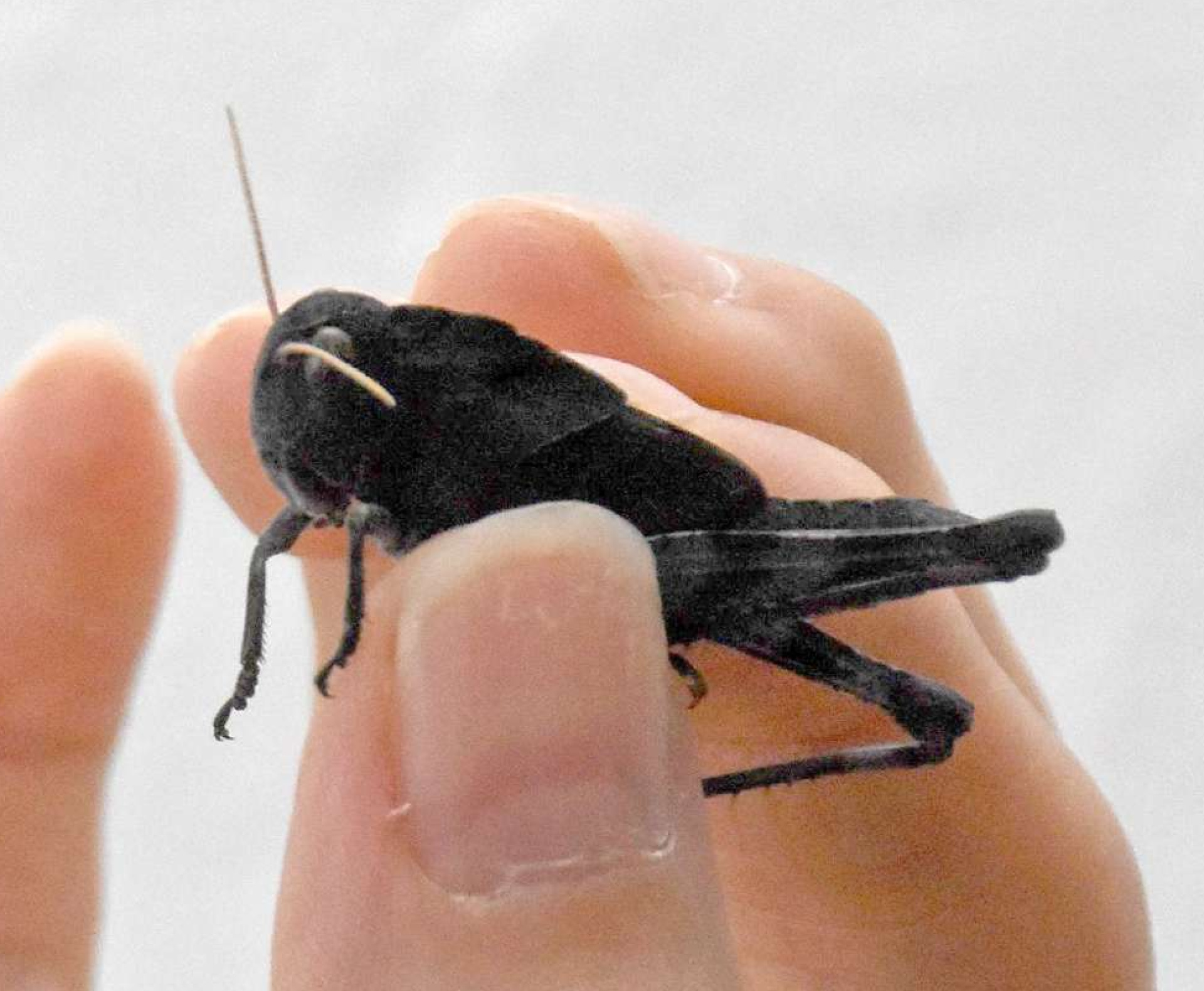 草刈り作業中に見つかった黒いトノサマバッタ＝８月２９日、薩摩川内市隈之城町の成建ホーム