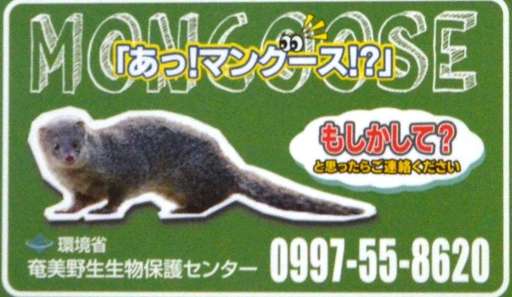 環境省が作製したマングースの情報提供を呼び掛けるマグネット