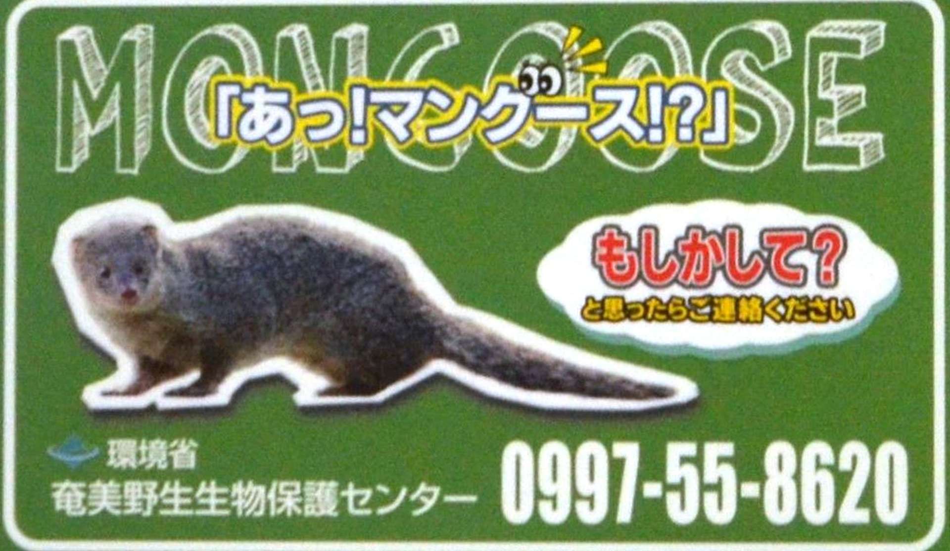 環境省が作製したマングースの情報提供を呼び掛けるマグネット