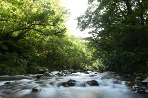 亜熱帯特有の豊かな自然と希少な動植物が評価され、世界自然遺産に登録された奄美大島の役勝川＝奄美市住用