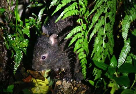 奄美大島と徳之島にのみ生息する国指定特別天然記念物のアマミノクロウサギ
